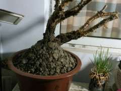 为什么金雀下山桩缠膜18天 来芽 图片