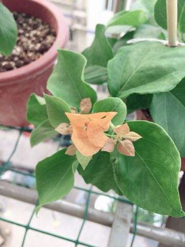 为什么金雀下山桩加州黄不是一个颜色