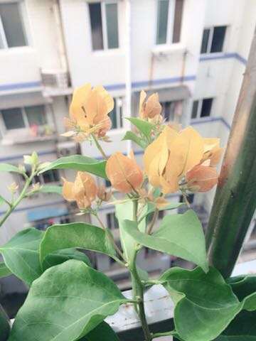 为什么金雀下山桩加州黄不是一个颜色