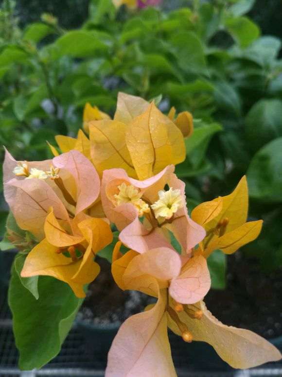 为什么金雀下山桩加州黄不是一个颜色