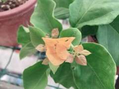 为什么金雀下山桩加州黄不是一个颜色