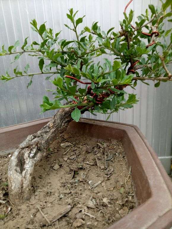 金雀下山桩的小球球什么用途 图片