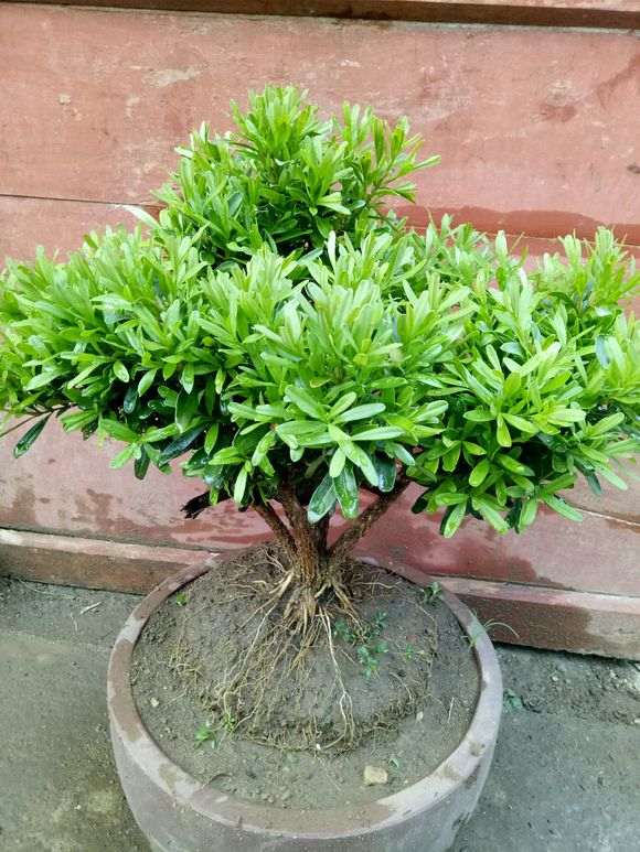 金雀下山桩的小球球什么用途 图片