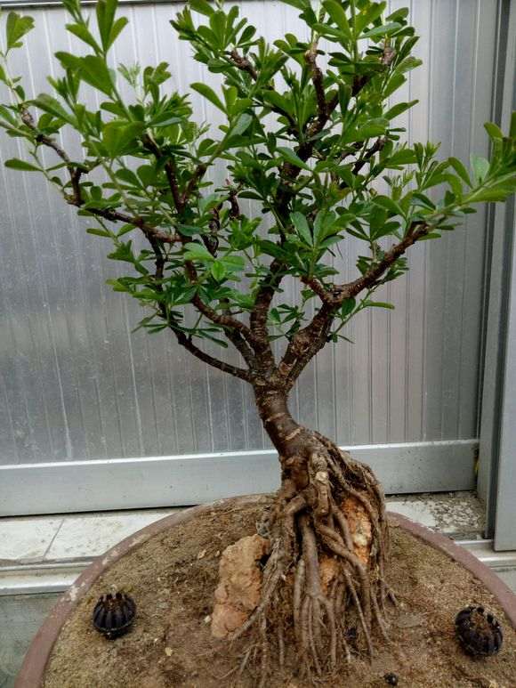 金雀下山桩的小球球什么用途 图片