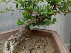 金雀下山桩的小球球什么用途 图片