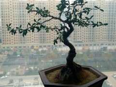 北金雀下山桩冬天不落叶 怎么办 图片