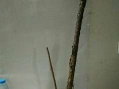 北金雀下山桩 30元一个 贵吗 图片