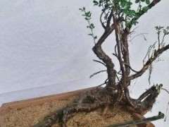 金雀下山桩怎么修剪 去留枝条 图片