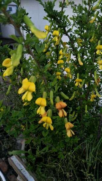 南金雀和北金雀下山桩有什么区别