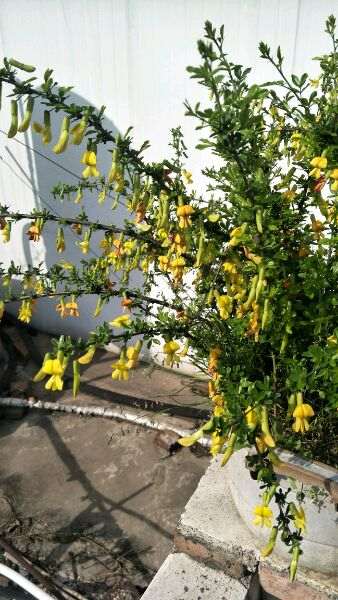 南金雀和北金雀下山桩有什么区别