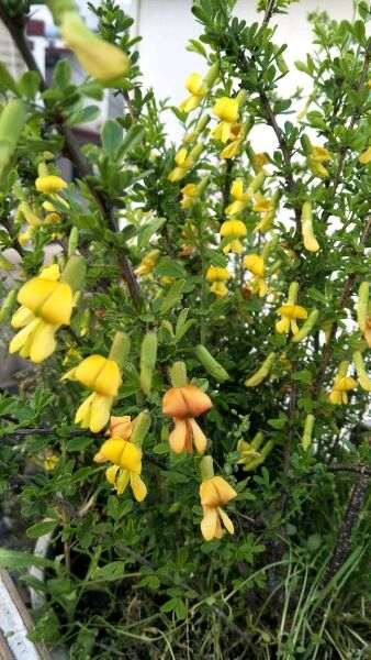 南金雀和北金雀下山桩有什么区别