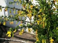 南金雀和北金雀下山桩有什么区别