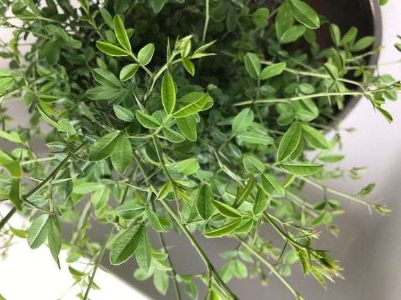 这盆是南雀 还是北金雀下山桩 图片