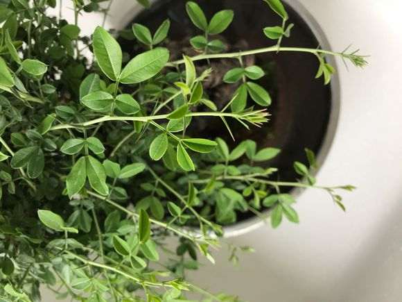 这盆是南雀 还是北金雀下山桩 图片