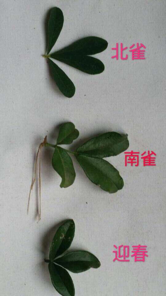 这是南雀 还是北金雀下山桩 图片