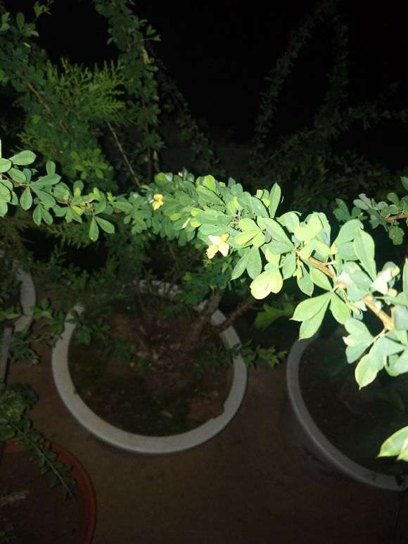 这是南雀 还是北金雀下山桩 图片