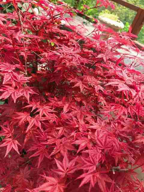 养红枫下山桩怎么配土施肥的方法 图片