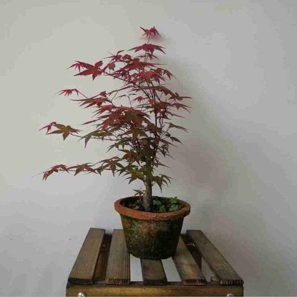 养红枫下山桩怎么配土施肥的方法 图片