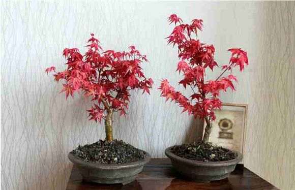 养红枫下山桩怎么配土施肥的方法 图片