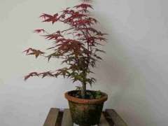 养红枫下山桩怎么配土施肥的方法 图片