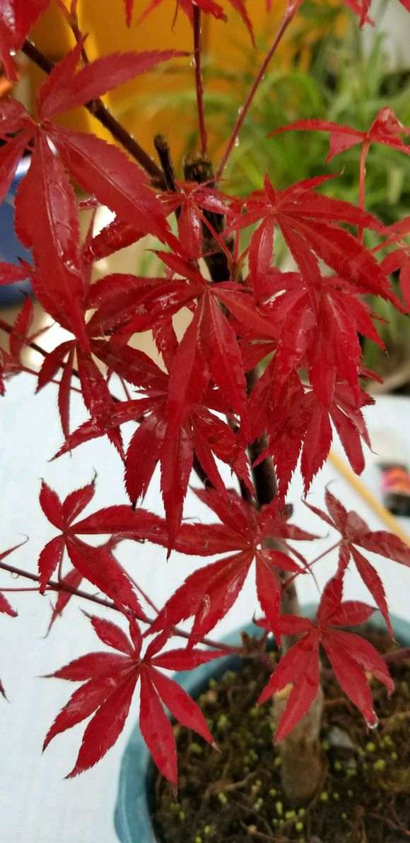 红枫下山桩防黑杆用什么药比较好