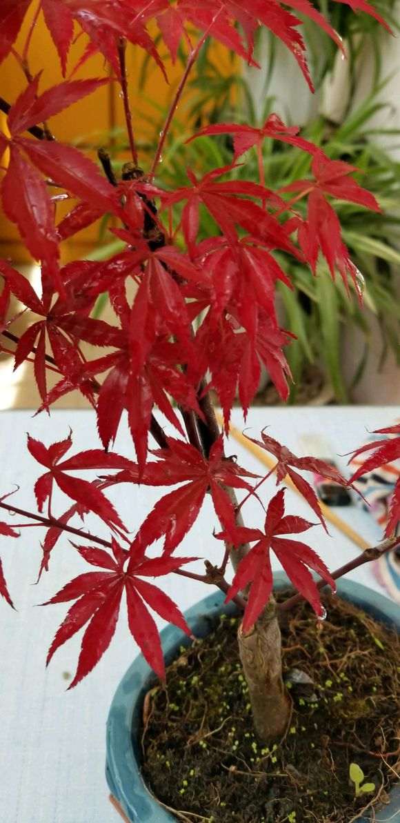 红枫下山桩防黑杆用什么药比较好