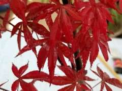 红枫下山桩防黑杆用什么药比较好 图片