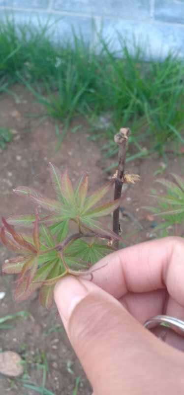 红枫下山桩怎么回事啊 要死了 图片