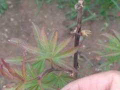 红枫下山桩怎么回事啊 要死了 图片