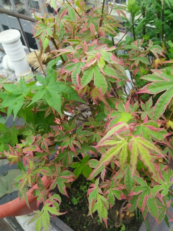 红枫下山桩长出了绿杆绿叶 怎么办 图片