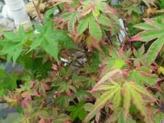 红枫下山桩长出了绿杆绿叶 怎么办 图片