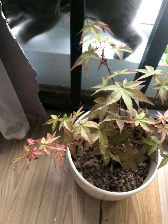 养红舞姬红枫下山桩用什么肥料好 图片