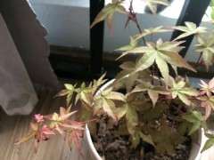 养红舞姬红枫下山桩用什么肥料好 图片