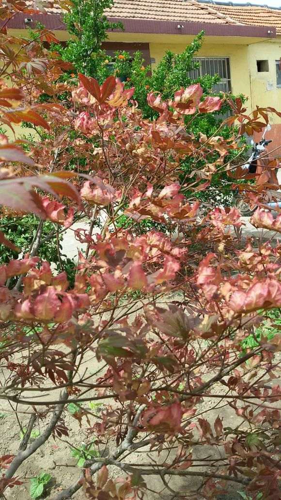 为什么红枫下山桩太阳太大 注意避晒