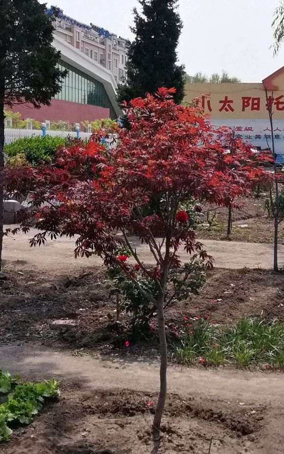 为什么红枫下山桩太阳太大 注意避晒