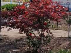 为什么红枫下山桩太阳太大 注意避晒