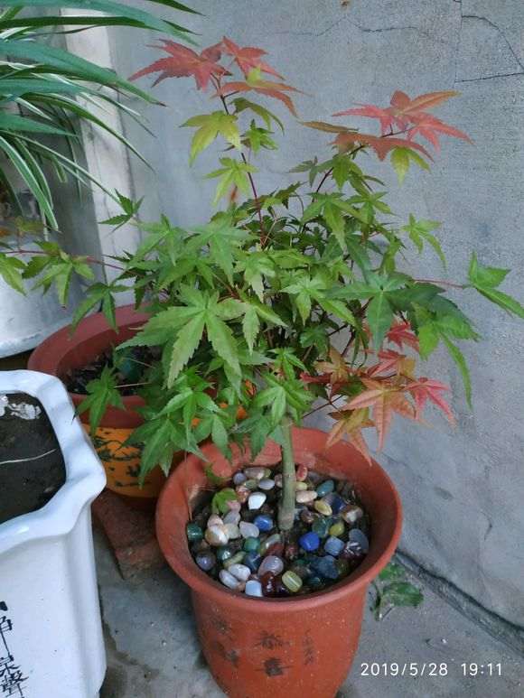 我这颗红枫下山桩是红舞姬吗 图片