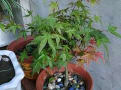 我这颗红枫下山桩是红舞姬吗 图片