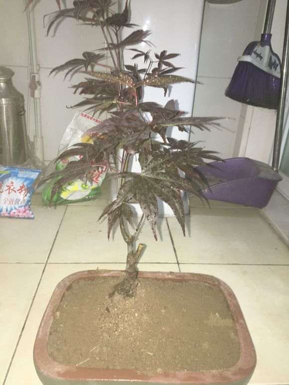 红枫下山桩的黑杆怎么防治的方法