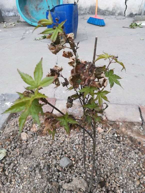 天气40 红枫下山桩快完蛋了怎么办 图片