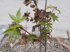 天气40 红枫下山桩快完蛋了怎么办 图片