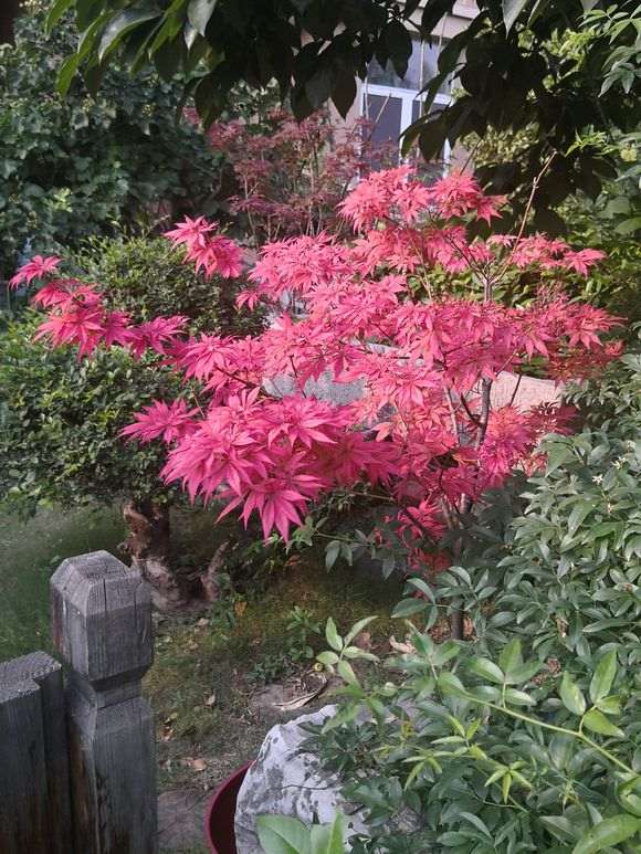 6月红枫下山桩可以摘叶转红吗 图片