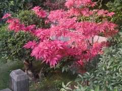 6月红枫下山桩可以摘叶转红吗 图片