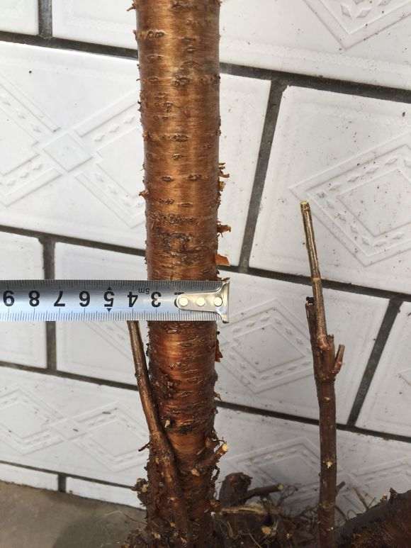 小花盆适合中什么品种红枫下山桩