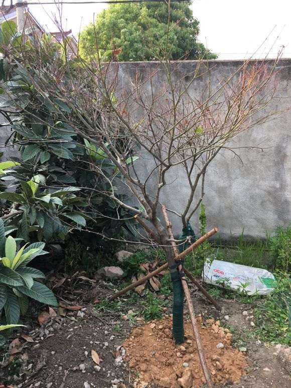 红枫下山桩暴晒后 还缓不过来 怎么办