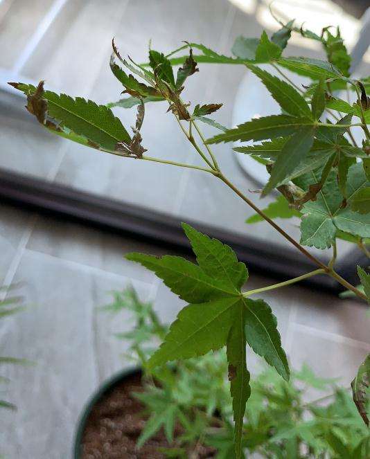 红枫下山桩不见太阳 可以活吗 图片