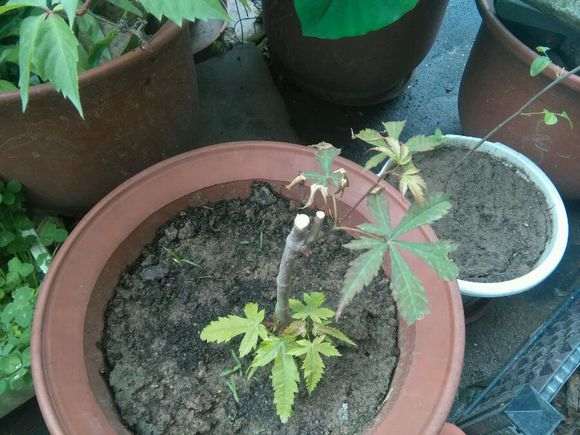 红枫下山桩不见太阳 可以活吗 图片