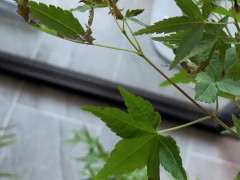 红枫下山桩不见太阳 可以活吗 图片