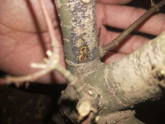 红枫下山桩黑杆的是什么原因 怎么办