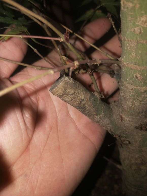 红枫下山桩黑杆的是什么原因 怎么办